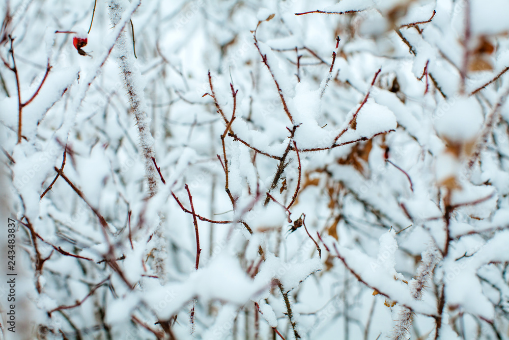 A dog-rose bush covered with snow A dog-rose bush covered with snow