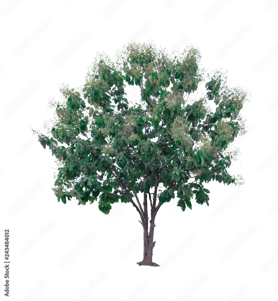 tree of isolated tree on white background,Used with natural articles both on print and website.(object with Clipping path) - Image