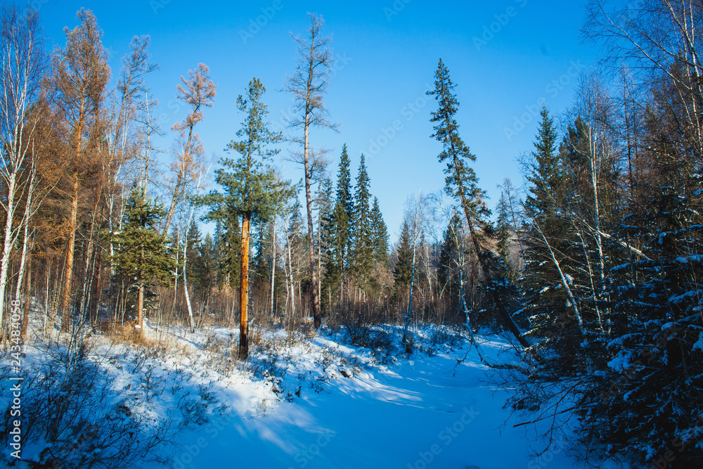 a frozen river in the siberian taiga