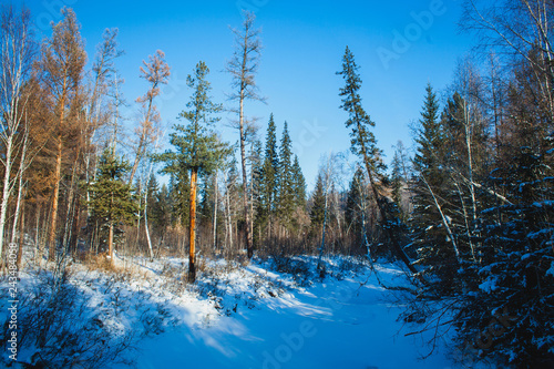 a frozen river in the siberian taiga © wundermann