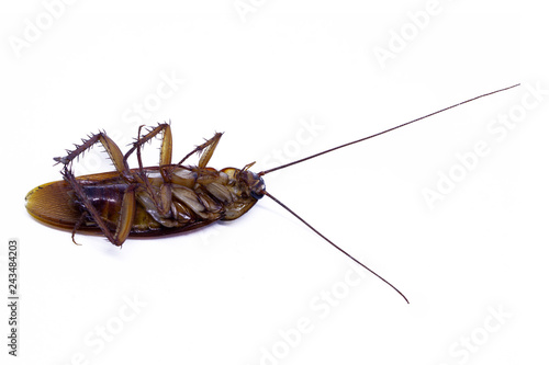  cockroach on white background