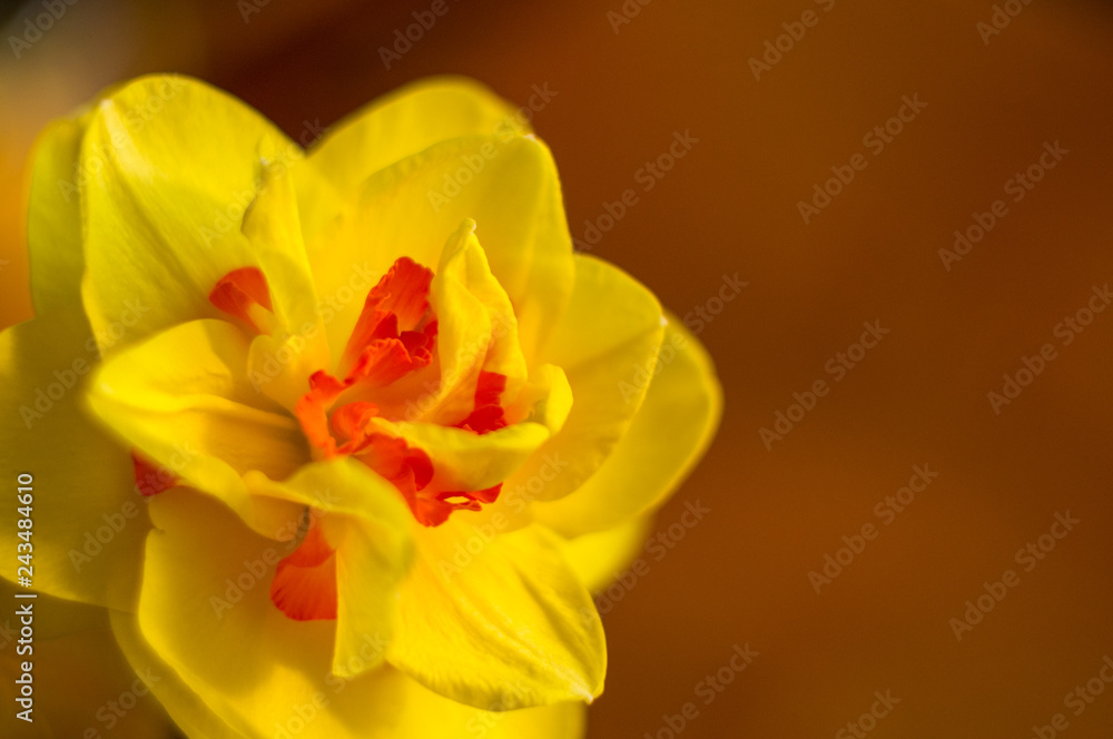 Amazing yellow huge bright daffodils in sunlight Amazing yellow huge bright daffodils in sunlight