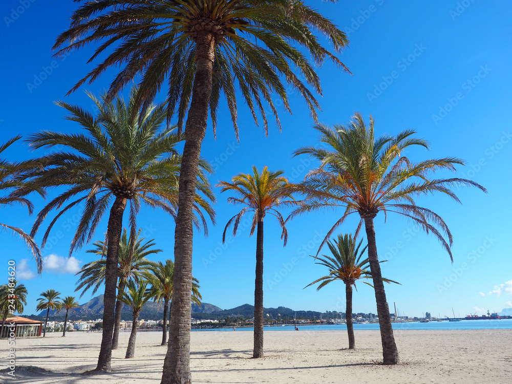 Palmen am Strand in Alcudia - Mallorca