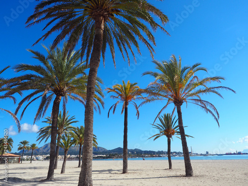Palmen am Strand in Alcudia - Mallorca