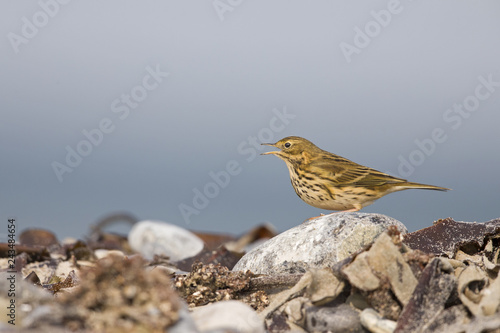 A close-up of a meadow pipit (Anthus pratensis) foraging on the beach of Heligoland. Hunting between stones and twigs. © Bouke