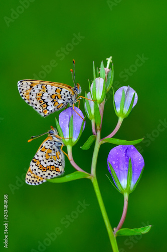 Closeup beautiful butterflies sitting on flower