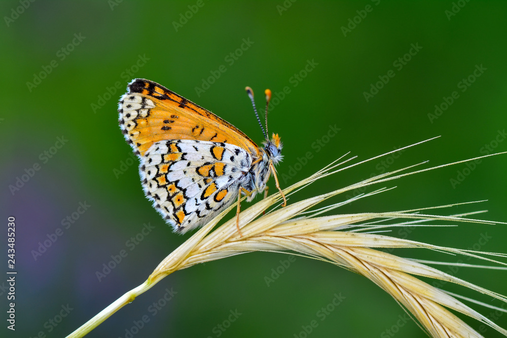 Fototapeta premium Closeup beautiful butterflies sitting on flower