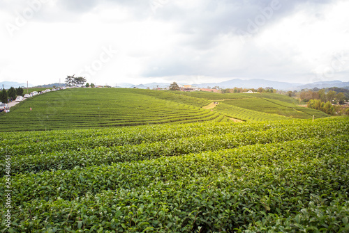 Green tea plantation with golden light in the afternoon