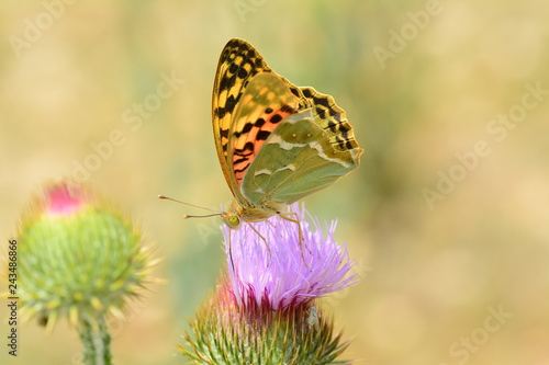 Closeup  beautiful butterflies sitting on flower