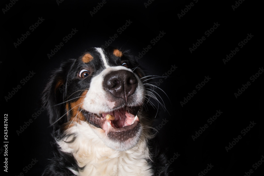 Bernese mountain dog catches a treats on black background Bernese mountain dog catches a treats on black background