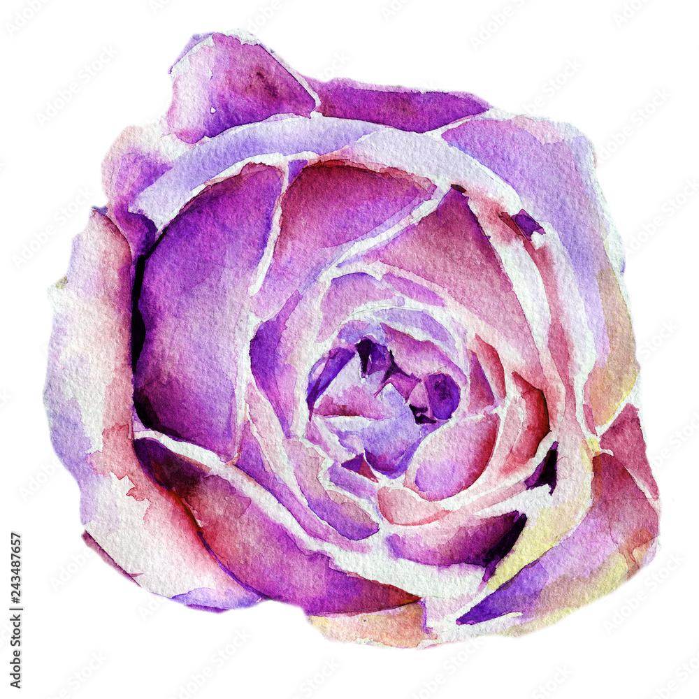 Fototapeta premium rose watercolor. stem. background