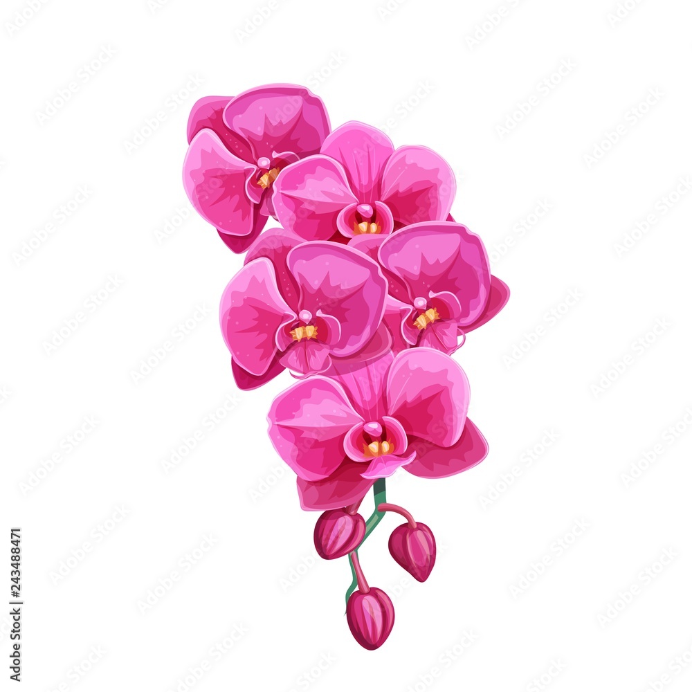 Orchid summer tropical flower Orchid summer tropical flower