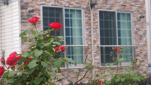 window with roses © hyeyeon