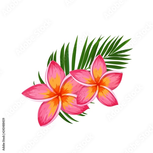 Plumeria, summer tropical flower