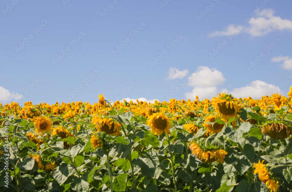 sunflower field sunflower field