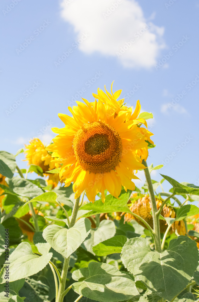 sunflower field