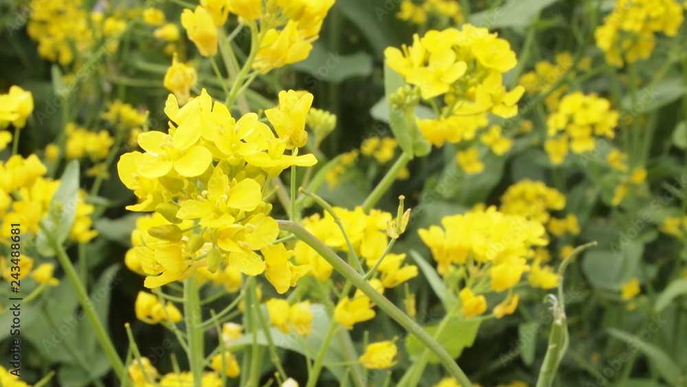 flower flower