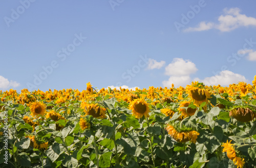 sunflower field © AnnyStudio