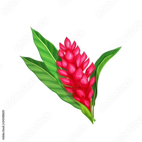 Ginger flower, tropical flower