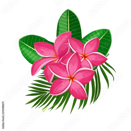 Plumeria, summer tropical flower