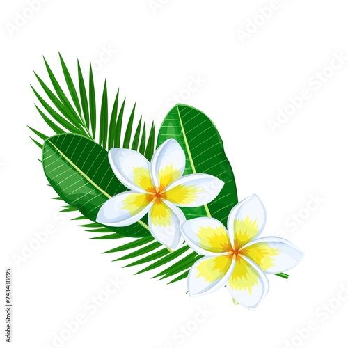 Plumeria, summer tropical flower
