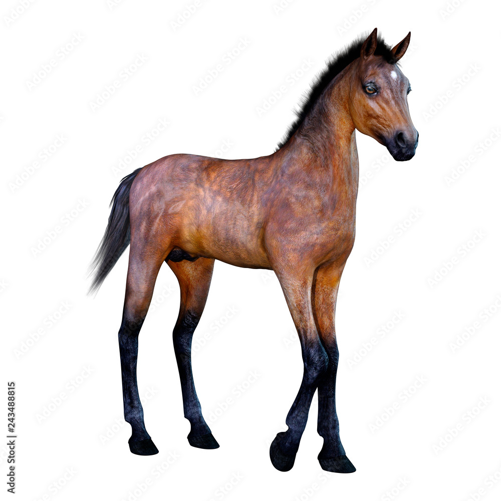 Obraz premium 3D Rendering Horse Foal on White