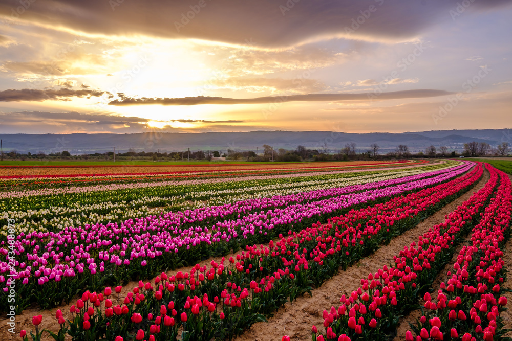 Champ de tulipes en Provence, France. Lever de soleil. Ciel nuageux. Champ de tulipes en Provence, France. Lever de soleil. Ciel nuageux.