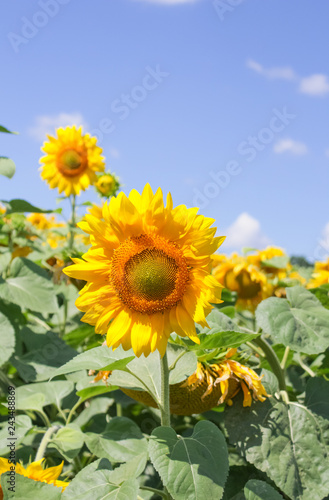 sunflower field