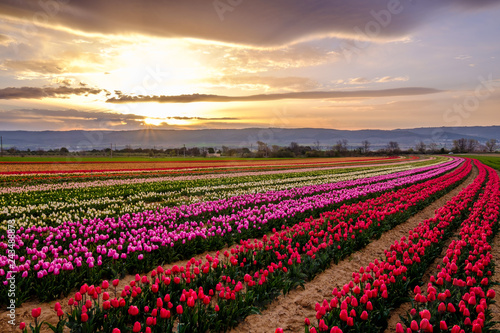 Champ de tulipes en Provence, France. Lever de soleil. Ciel nuageux. 