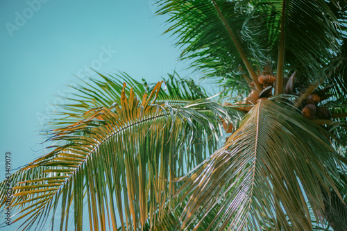 palm tree on the beach