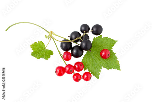 Currant. Black and red currant with leaf. Heap of fresh black, red currant fruit.