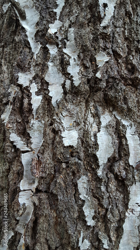 Fototapeta Naklejka Na Ścianę i Meble -  Bark of Silver Birch (Betula pendula)
