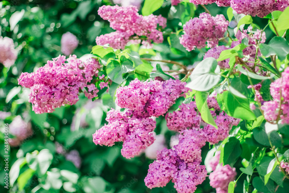 Lilac, Mother's Day, Valentine's Day, International Women's Day Lilac, Mother's Day, Valentine's Day, International Women's Day