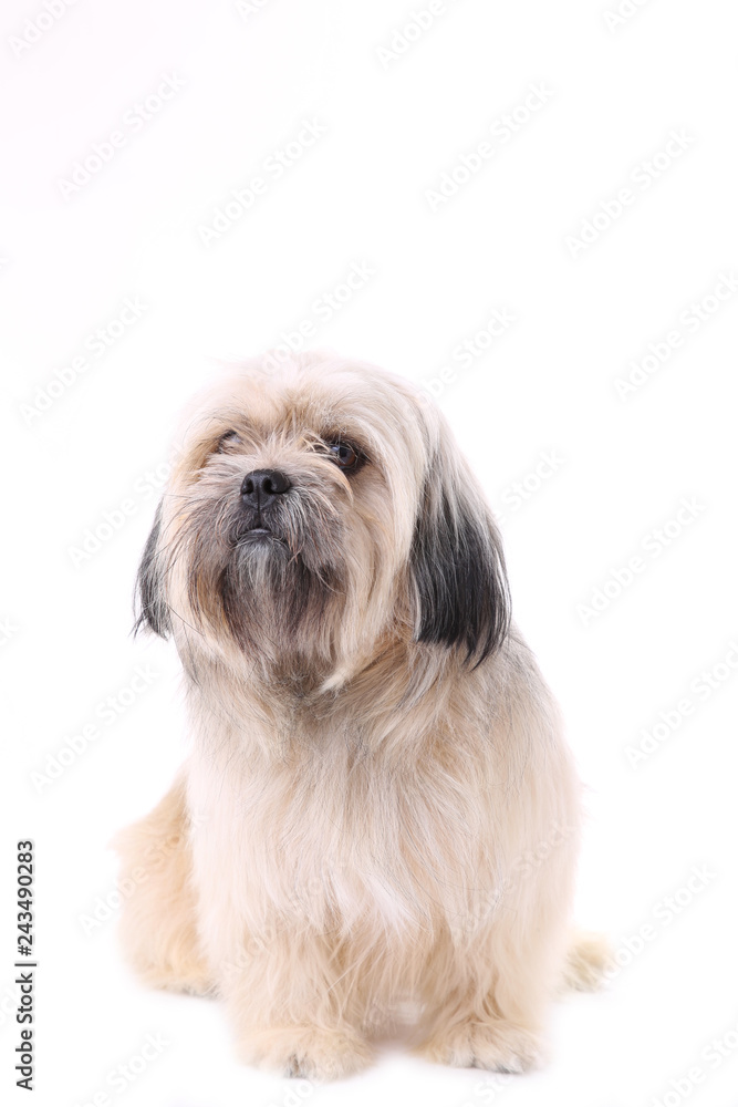 Shih Tzu dog isolated on a white background