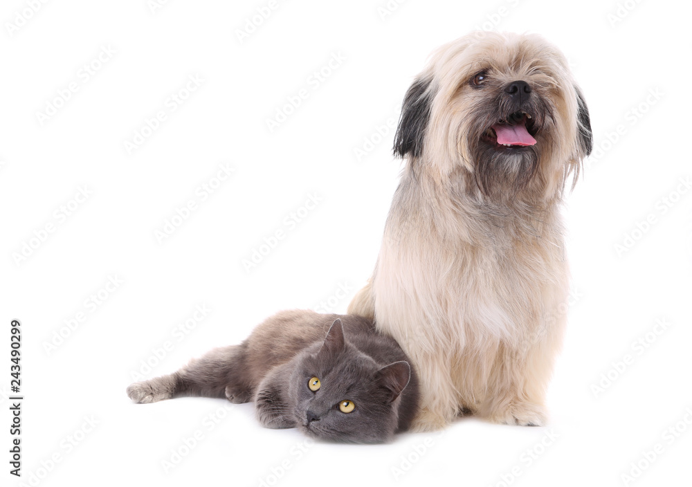 Dog and cat isolated on a white background