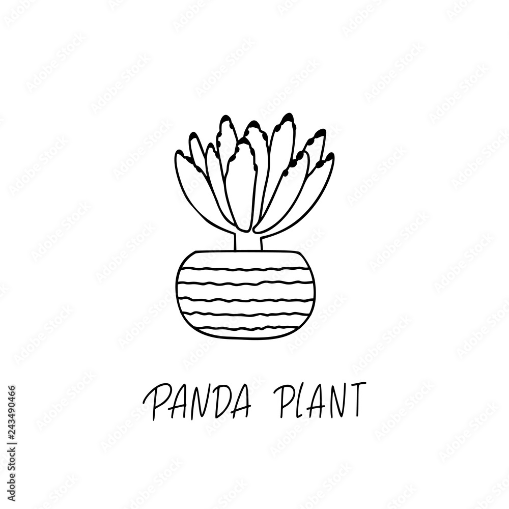 Panda Plant succulent plant in decorative pot in doodle style with a handwritten title. Panda Plant succulent plant in decorative pot in doodle style with a handwritten title.
