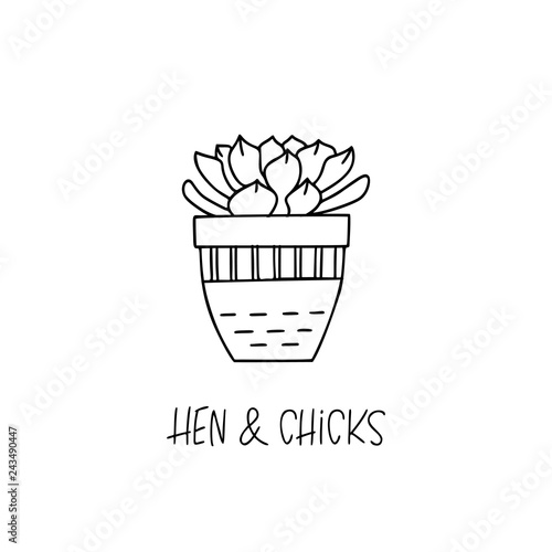 Hen and Chicks succulent plant in decorative pot in doodle style with a handwritten title.