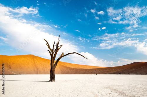 Dead tree stands in deadvlie in the Namib desert, Namibia. (ID: 243490878)