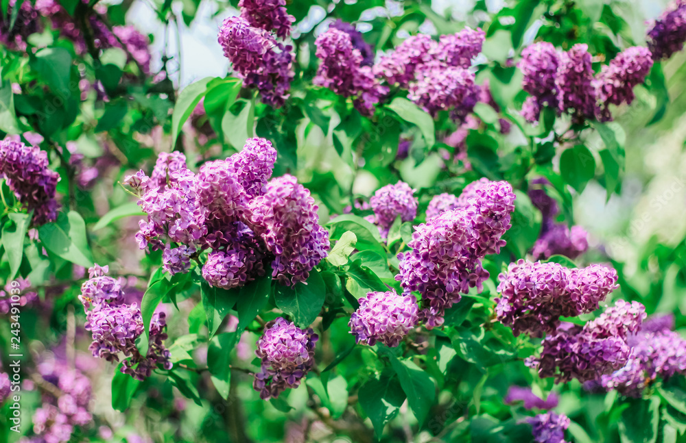 Obraz premium Bunch of beautiful lilac flowers, closeup.Valentine's Day, Mother's Day, International Women's Day