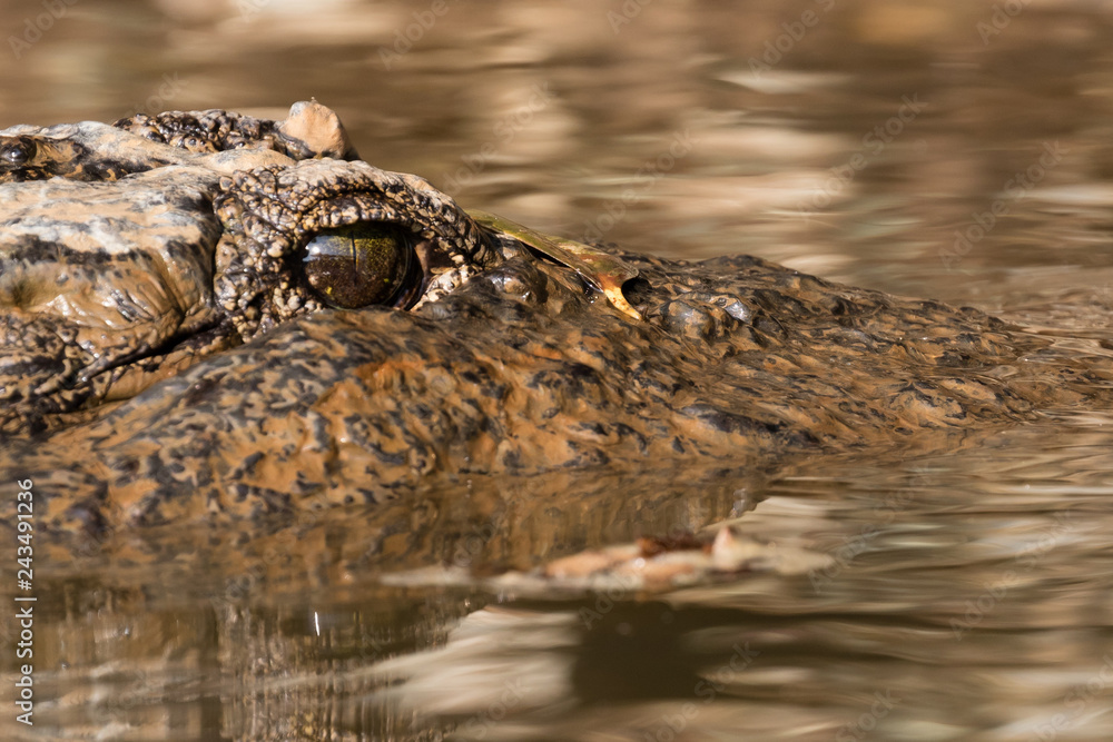 An alligator lurking in the water. An alligator lurking in the water.