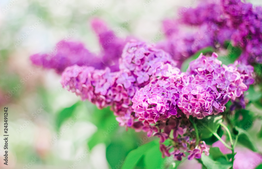 Bunch of beautiful lilac flowers, closeup.Valentine's Day, Mother's Day, International Women's Day Bunch of beautiful lilac flowers, closeup.Valentine's Day, Mother's Day, International Women's Day