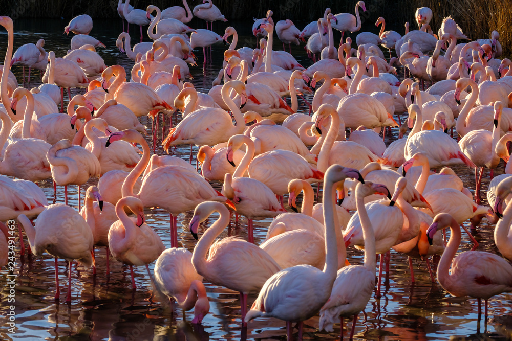 Les flamants roses dans l'étang. Coucher de soleil. Camargue, France.