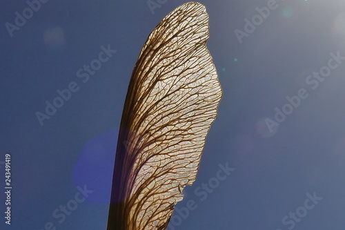 Spread your wing and shine