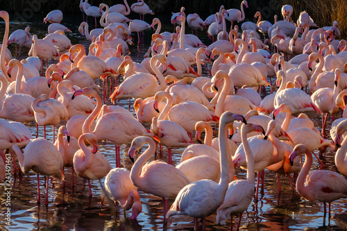 Obraz na płótnie Les flamants roses dans l'étang. Coucher de soleil. Camargue, France. w salonie