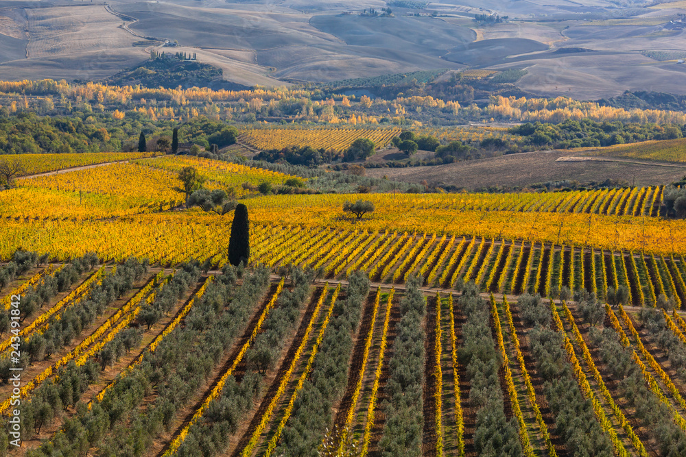 Famous Tuscany autumn landscape with yellow vineyards, olive trees and plowed fields on the hills, Italy