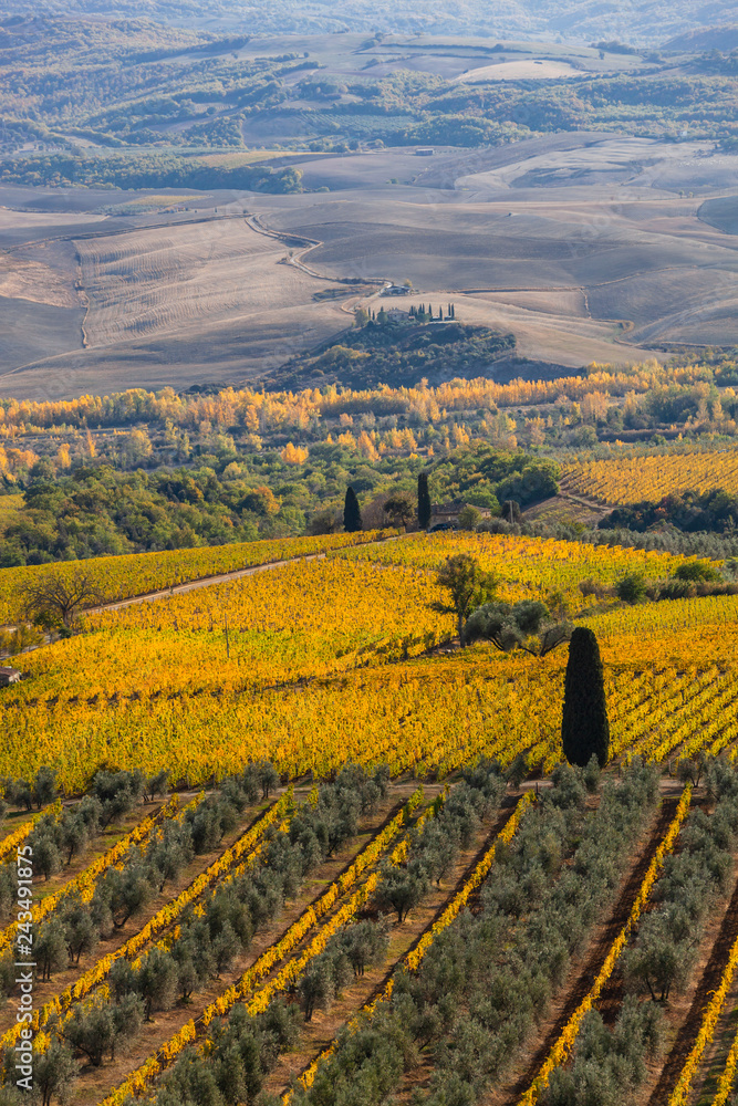 Fototapeta premium Famous Tuscany autumn landscape with yellow vineyards, olive trees, plowed fields and farmhouse, Italy