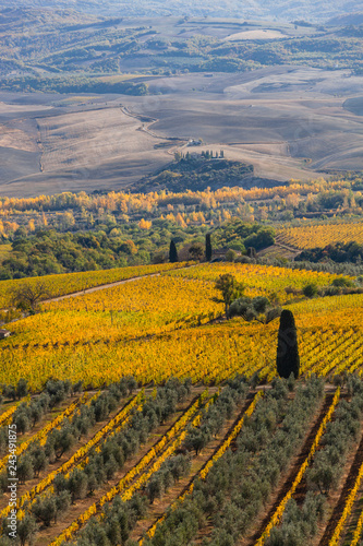Famous Tuscany autumn landscape with yellow vineyards, olive trees, plowed fields and farmhouse, Italy