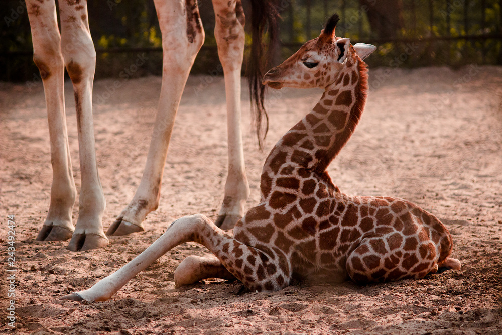 Obraz premium giraffe in zoo