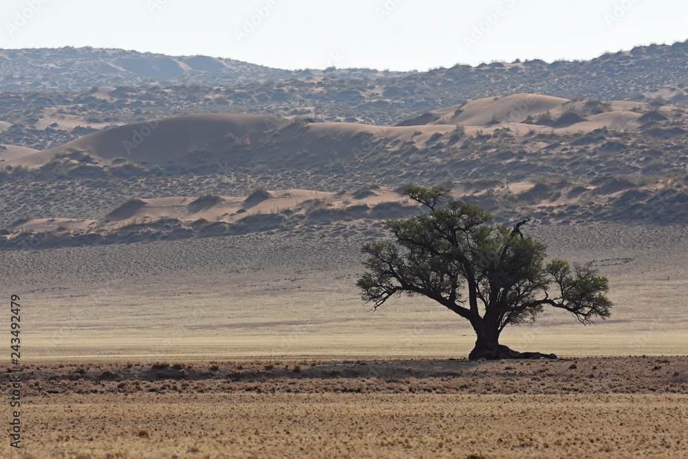 Kameldornbaum (vachellia erioloba) an der Elim-Düne im Namib-Naukluft-Nationalpark in Namibia