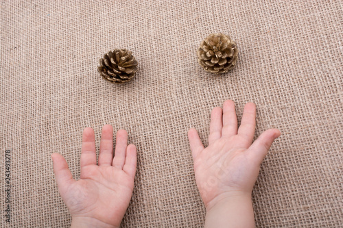 Pine cones beisde toddlers hands photo